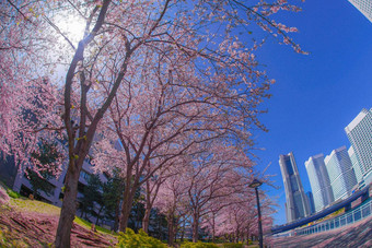 城市完整的布鲁姆城市横滨minato,