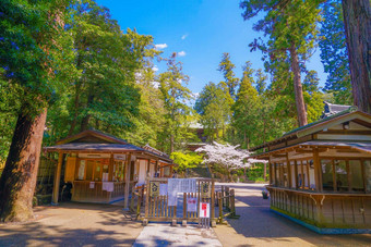 樱桃花朵圆寺庙镰仓城市