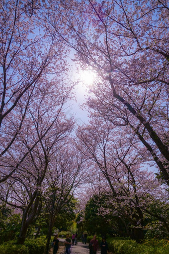 樱桃花朵完整的布鲁姆makimoku摩托车横滨城市