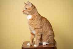 可爱的姜虎斑猫黄色的背景红色的毛茸茸的朋友国内可爱的宠物动物宠物概念成人红色的猫坐在摆姿势凳子工作室背景黄色的墙