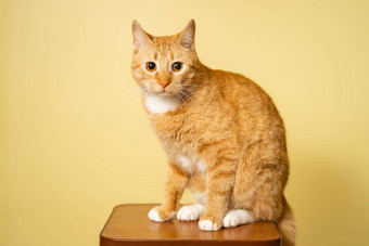 主题宠物爱保护动物姜猫摆姿势黄色的背景工作室可爱的橙色猫完美的宠物同伴红色的毛茸茸的朋友红色头发的人宠物动物肖像工作室拍摄