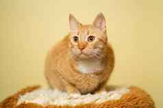 可爱的姜虎斑猫黄色的背景红色的毛茸茸的朋友国内可爱的宠物动物宠物概念成人红色的猫坐在摆姿势凳子工作室背景黄色的墙