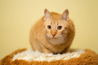 主题宠物爱<strong>保护动物</strong>姜猫摆姿势黄色的背景工作室可爱的橙色猫完美的宠物同伴红色的毛茸茸的朋友红色头发的人宠物动物肖像工作室拍摄