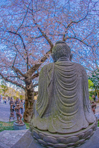 景观樱桃<strong>花朵</strong>完整的布鲁姆镰仓长谷干寺