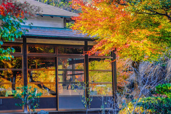 色彩斑斓的秋天叶子日本房子