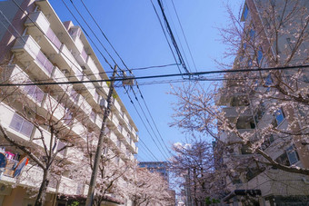 樱桃<strong>花朵</strong>东京驹込站