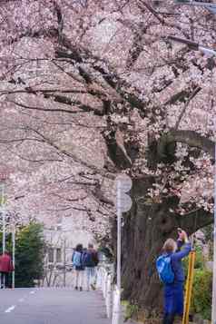 青山墓地完整的布鲁姆樱桃花朵