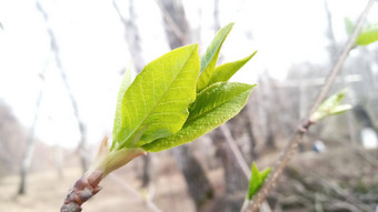 年轻的绿色叶子薄分支自然生活春天柳树树