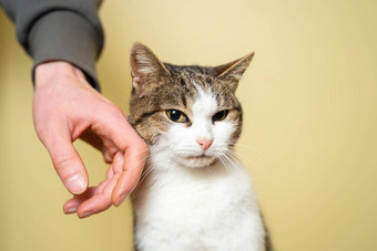 特写镜头手志愿者抚摸可爱的<strong>流浪</strong>猫概念慈善机构帮助<strong>动物</strong>可爱的快乐猫字符拥抱老板宠物快乐玩随机游客<strong>动物</strong>避难所