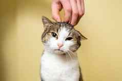 特写镜头手志愿者抚摸可爱的流浪猫概念慈善机构帮助动物可爱的快乐猫字符拥抱老板宠物快乐玩随机游客动物避难所