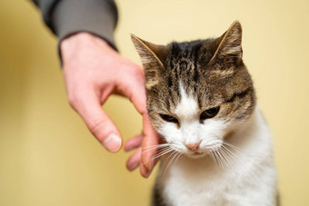 特写镜头手志愿者抚摸可爱的流浪猫概念慈善机构帮助动物可爱的快乐猫字符拥抱老板宠物快乐玩随机游客动物避难所