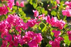 明亮的品红色的花开花阳光明媚的一天粉红色的花背景紫色的叶子花属海棠有趣的自然概念演讲产品壁纸软焦点