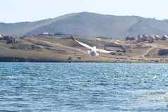 飞行海鸥湖贝加尔湖