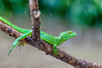 用羽毛装饰的绿色蛇怪女Basiliscusplumifrons卡诺黑色科斯塔黎加野生动物