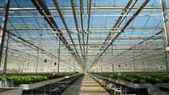 空温室培养绿色健康的沙拉