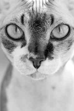 肖像美丽的可爱的年轻的小猫斯芬克斯猫关闭