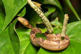 只斑点<strong>像</strong>猫眼的蛇leptodeirapolysticta托尔图格罗科斯塔黎加