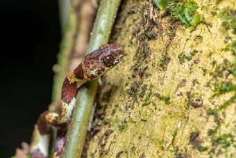 小夜间活动的环snail-eater托尔图格罗科斯塔黎加野生动物