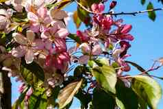 软焦点特写镜头花束粉红色的苹果开花树日落复制空间绿色夏天草草地明亮的阳光阳光明媚的春天背景自然生态农业野生动物概念