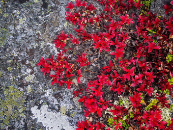 秋天美丽的苔原地毯苔藓明亮的颜色红色的绿色黄色的植物岩石特写镜头纹理