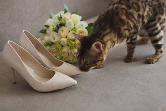 新娘的猫花束鞋子沙发