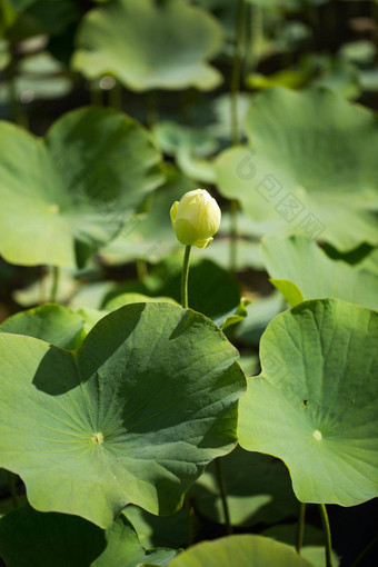 淋浴形状的褪了色的莲花花先生seewoosagur拉姆古兰植物花园葡萄柚毛里求斯