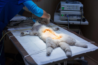 猫操作表格兽医诊所兽医灭菌操作