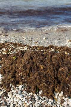 脏海波钉海岸脏藻类脏海藻行海冲浪海滩脏海环境问题环境污染海藻海波关闭洗澡禁止
