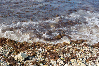 脏海波钉海岸脏藻类脏海藻行海冲浪海滩脏海环境问题环境污染海藻海波关闭洗澡禁止