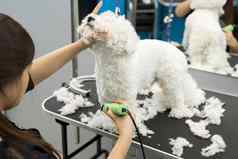 美容师修剪小狗比雄弗里斯电头发限幅器切割头发狗理发师狗比雄弗里斯理发师动物
