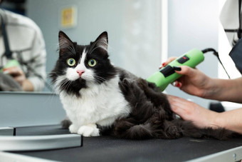 猫梳理宠<strong>物美</strong>沙龙梳理主削减刮胡子猫在乎猫兽医电剃须机猫