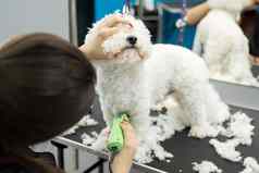 美容师修剪小狗比雄弗里斯电头发限幅器切割头发狗理发师狗比雄弗里斯理发师动物