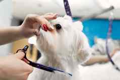 女美容师发型博隆卡肉酱表格梳理美沙龙狗过程最后剪切狗的头发剪刀
