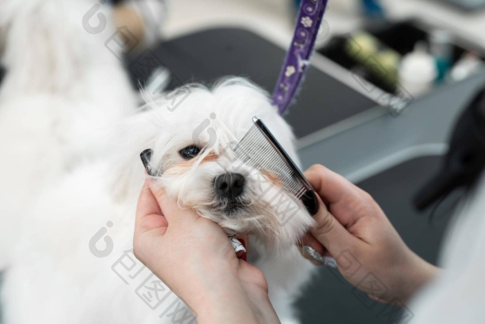 牛头犬被梳理图片-包图网企业站