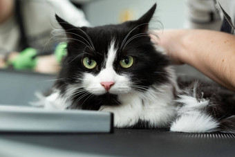 猫梳理宠物美沙龙梳理主削减刮胡子猫在乎猫兽医电剃须机猫猫的动物的鼻口相机特写镜头
