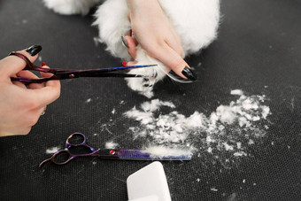 女美容师发型博隆卡肉酱表格梳理美沙龙狗过程最后剪切狗的头发剪刀发型爪子