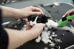 梳理主削减刮胡子猫在乎猫兽医电剃须机猫男人。帮助持有猫的头