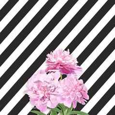 花束粉红色的牡丹黑色的白色条纹背景牡丹条纹背景