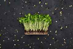 豆芽蔬菜向日葵微微基因健康的食物装修菜