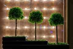 小装饰绿色球树胶合板背景灯泡夏天晚上