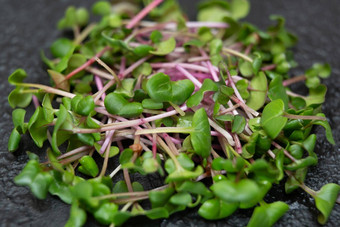 特写镜头micro-green萝卜植物绿色<strong>叶子</strong>紫色的茎<strong>发芽</strong>microgreen<strong>发芽</strong>种子首页