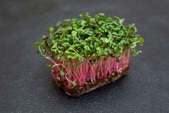 特写镜头micro-green萝卜植物绿色<strong>叶子</strong>紫色的茎<strong>发芽</strong>microgreen<strong>发芽</strong>种子首页