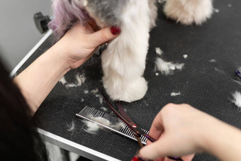 女美容师削减羊毛约克郡梗剪刀美丽的发型小狗