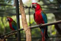 朱红色金刚鹦鹉鹦鹉鸟美丽的红色的鸟验布木日志