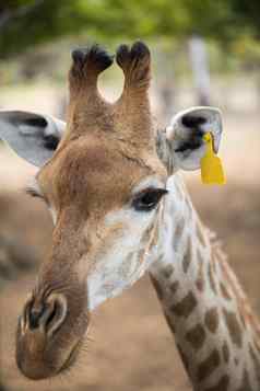 网状的长颈鹿特写镜头动物园毛里求斯
