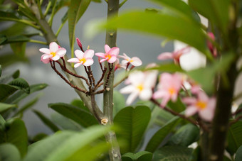 鸡蛋花花关闭美丽的plumeria令人惊异的泰国鸡蛋花花绿色叶背景泰国水疗中心治疗花