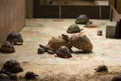 巨大的塞舌尔乌龟交配动物园