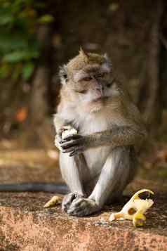 猴子吃香蕉自然环境公园
