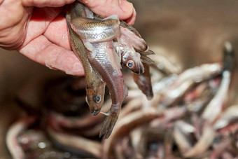 手排序抓新鲜的生胡瓜鱼鱼抓住了海