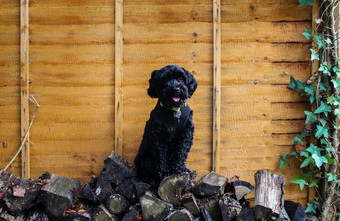 小黑色的cockapoo狗坐着桩木日志汉普郡
